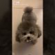 Cute Puppies Doing Funny Things, Cutest Puppies in Tiktok 2022 #Short2999