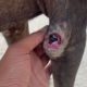 Animal Rescue Videos - Remove Mangoworms Lazy Dog