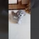 Cute Puppies Doing Funny Things, Cutest Puppies in Tiktok 2022 #Short2993