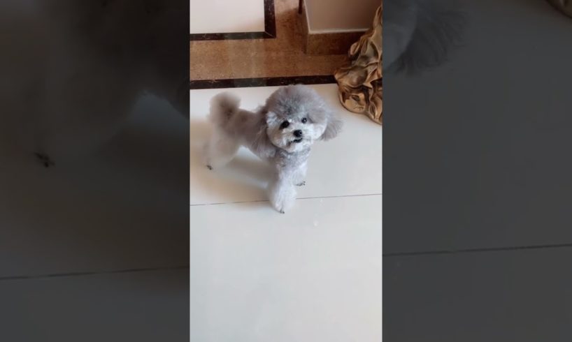 Cute Puppies Doing Funny Things, Cutest Puppies in Tiktok 2022 #Short2993