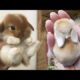 AWW SO CUTE! Cutest baby animals Videos Compilation Cute moment of the Animals - Cutest Animals #36