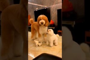 Cutest puppies 🥰 Dogs Are the Best🥰Cute Pomeranian