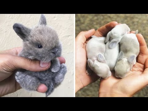 AWW SO CUTE! Cutest baby animals Videos Compilation Cute moment of the Animals - Cutest Animals #30