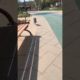 Cute Puppies Doing Funny Things, Cutest Puppies in Tiktok 2022 #Short2996