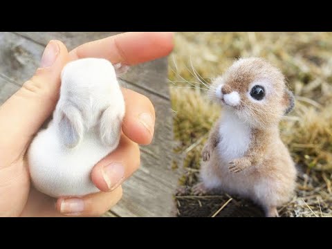 AWW SO CUTE! Cutest baby animals Videos Compilation Cute moment of the Animals - Cutest Animals #32