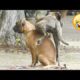 Funniest Dogs And Cats Ever 🐧 - Best Funny Animal Videos Of The 2021