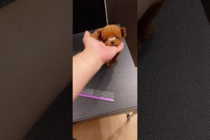 Cutest puppies ๐ฅฐ Dogs Are the Best๐ฅฐCute Pomeranian