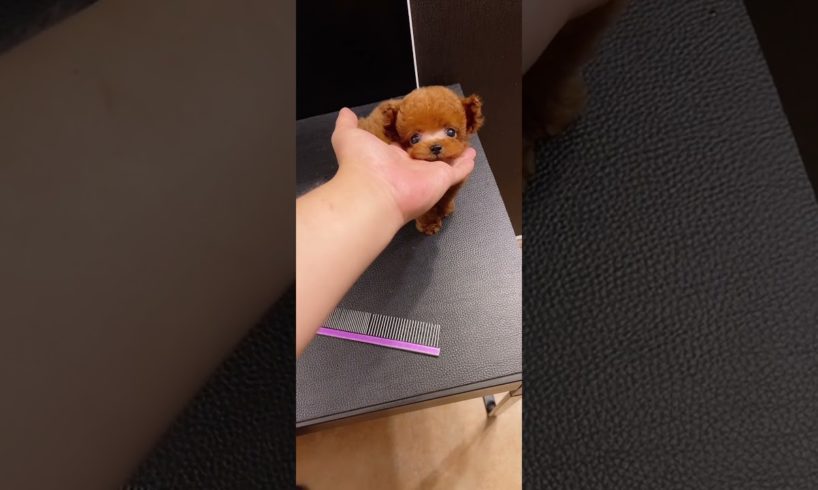 Cutest puppies ๐ฅฐ Dogs Are the Best๐ฅฐCute Pomeranian