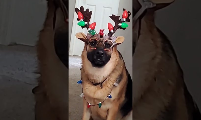 Funny and Cute Dogs Compilation - Funny Dog - Cute Puppy Animal Pets #shorts #puppies #cutedogs