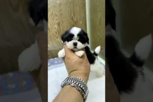 Ultimate Funniest Dogs and Cutest Puppies of TIKTOK Compilation