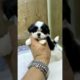 Ultimate Funniest Dogs and Cutest Puppies of TIKTOK Compilation
