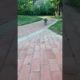 Cute Puppies Doing Funny Things, Cutest Puppies in Tiktok 2022 #Short2981