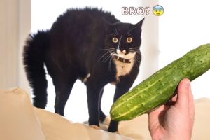 Funniest Animals - Best Of The 2021 Funny Animal Videos #60