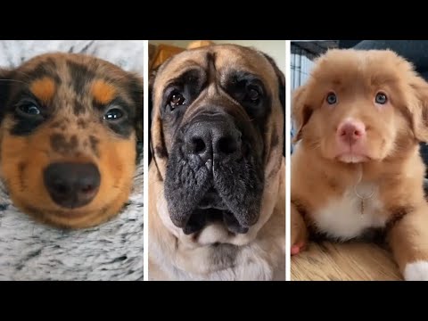 Funniest DOGS of TikTok Compilation 🐕 Try Not To Laugh 🥰 Cute Puppies TIK TOK