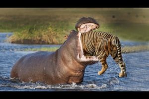 20 Scariest Animal Fights Caught on Camera