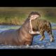 20 Scariest Animal Fights Caught on Camera