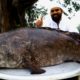 25 Kg King Hamour Fish Biryani Recipe || Amazing Hamour Fish Biryani || Nawabs Kitchen