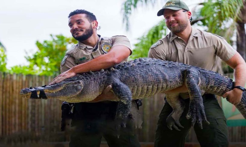 🐊 'Bad Boy' Alligator Removed From Lagoon for Hostile Behaviour 💥 Life Comedy