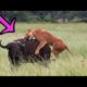 4 One-On-One Fights Between Lion and Buffalo - Animal Battles