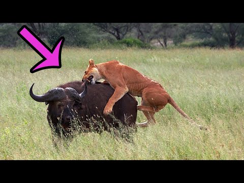 4 One-On-One Fights Between Lion and Buffalo - Animal Battles