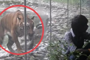 4 Tiger Encounters You Shouldn't Click On