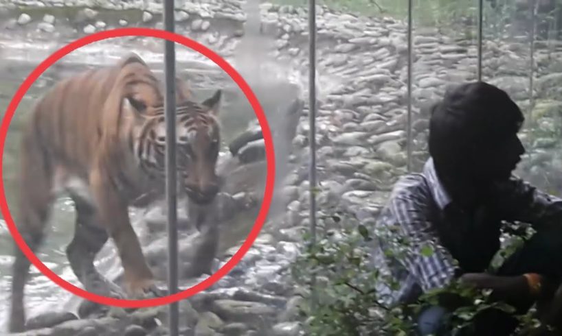 4 Tiger Encounters You Shouldn't Click On