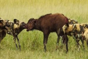 5 Crazy Fight, Eat Buffalo Alive Moments Of Wild Dogs