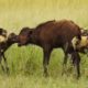 5 Crazy Fight, Eat Buffalo Alive Moments Of Wild Dogs