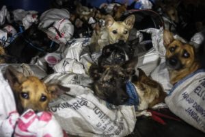 50+ dogs rescued from Indonesian slaughterhouse