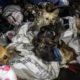 50+ dogs rescued from Indonesian slaughterhouse