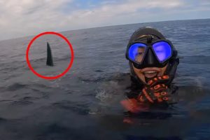 6 Shark Encounters That Will Haunt You