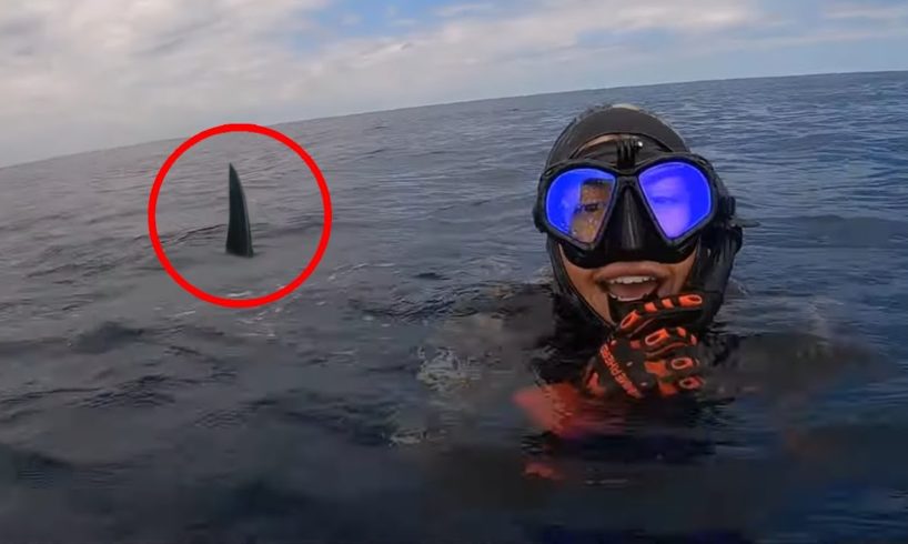 6 Shark Encounters That Will Haunt You