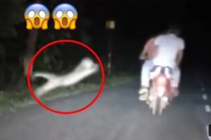 6 Tiger Encounters 😱 You Shouldn't Click On || Ladigkvideos || #tigeratack