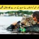 6 Unbelievable Animal Rescues|جانوروں کو بچاتے ہوئے ناقابل یقین واقعات| FANCLIPS