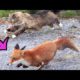 8 Fights Of The Fox - Animal Fights