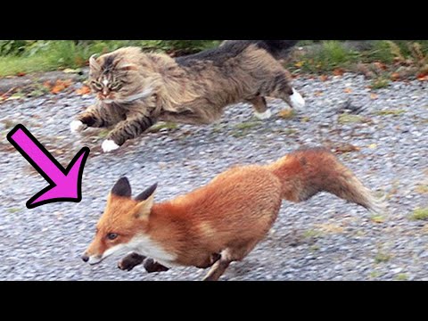 8 Fights Of The Fox - Animal Fights