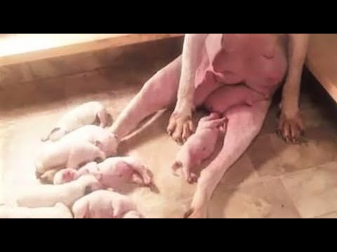 AWW CUTE BABY ANIMALS - Funny and cute moments of animal loving family - OMG Animls Soo Cute #35