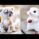 AWW SO CUTE! Cutest baby animals Videos Compilation Cute moment of the Animals - Cutest Animals #21