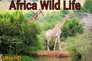 Africa Wild Life 4k ultra hd || Africa wild animal fights || Africa wild animal Scenic film ||