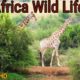 Africa Wild Life 4k ultra hd || Africa wild animal fights || Africa wild animal Scenic film ||