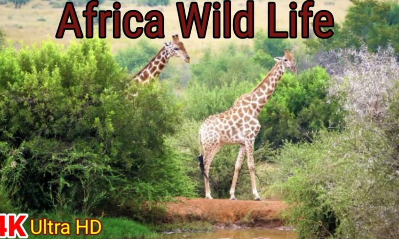 Africa Wild Life 4k ultra hd || Africa wild animal fights || Africa wild animal Scenic film ||