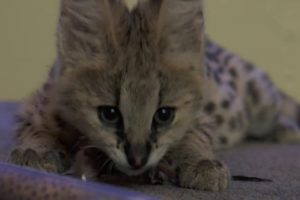 African Serval - 72 Cutest Animals - National Zoo, Canberra