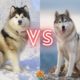 Alaska Malamute VS Siberian Husky. Who Will Win The Fight?