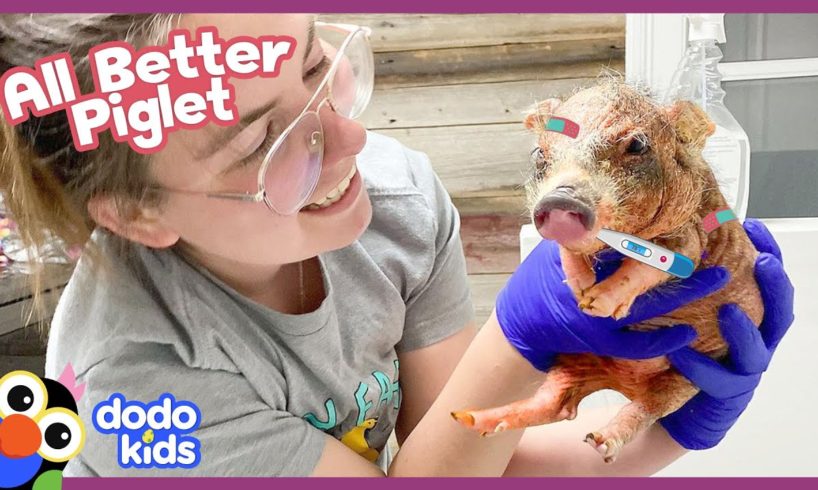 All Better — Help This Piglet With Hurt Skin Change Colors! | Dodo Kids