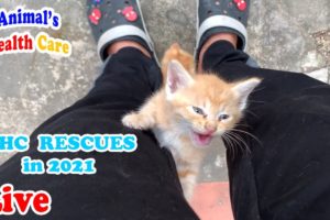 All Rescue in 2021 from AHC | Part 1 | Please make Donation to support our shelter in 2022