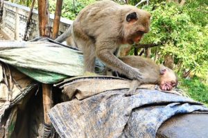 Amazing Brother Marto...Surprise Marto Tries To Help Younger Sister Till Mother Comes