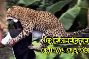 Amazing Wild Animals Attacks - Wild Animal Fights Caught On Camera | Wild Animals Ultimate Fights