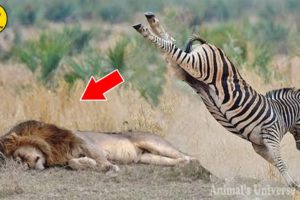 Amazing Zebra vs Predator Attacks - Wild Animal Fights Caught On Camera