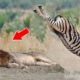 Amazing Zebra vs Predator Attacks - Wild Animal Fights Caught On Camera