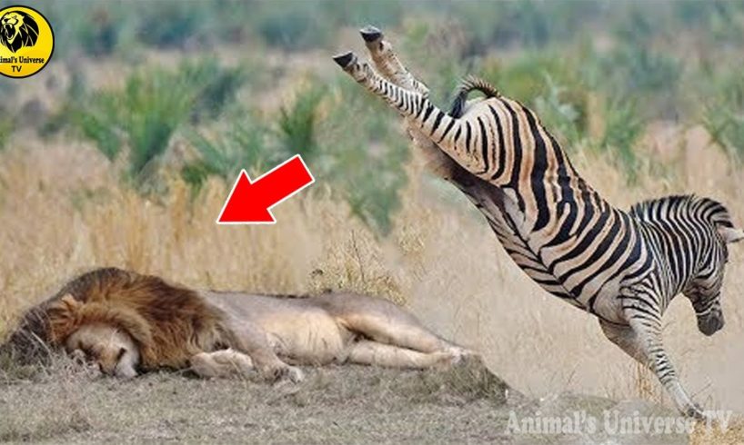 Amazing Zebra vs Predator Attacks - Wild Animal Fights Caught On Camera